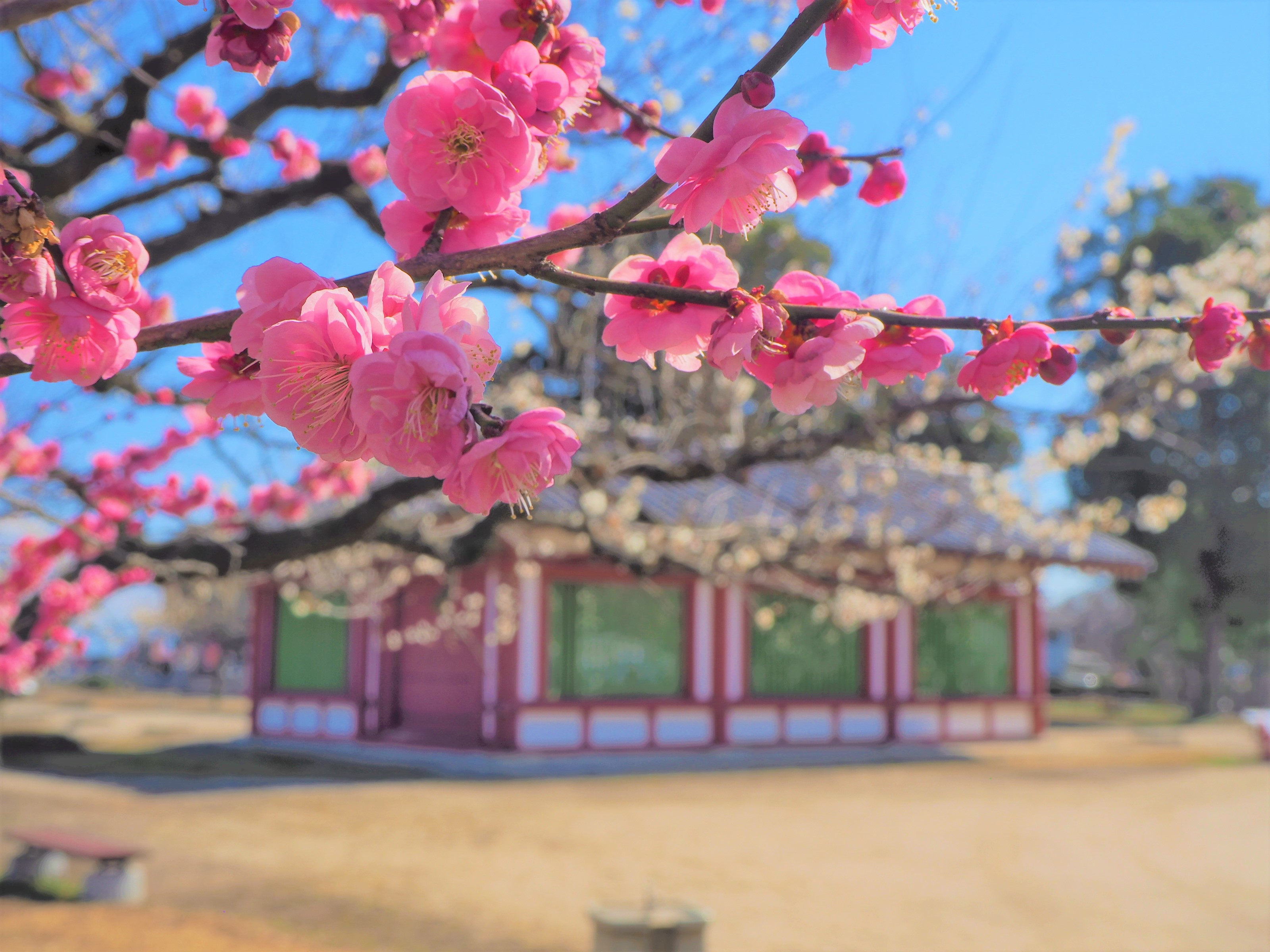 【下野薬師寺歴史館】「第18回下野薬師寺跡梅まつり」を開催します。