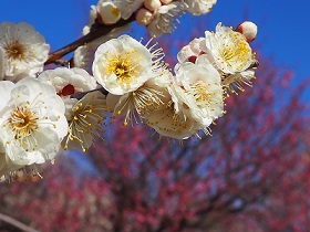 【下野薬師寺歴史館】第18回下野薬師寺跡梅まつりを開催しました。